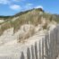 Premier projet en faveur de la Biodiversité sur la plage de la plage du Petit Nice par C Ma Terre