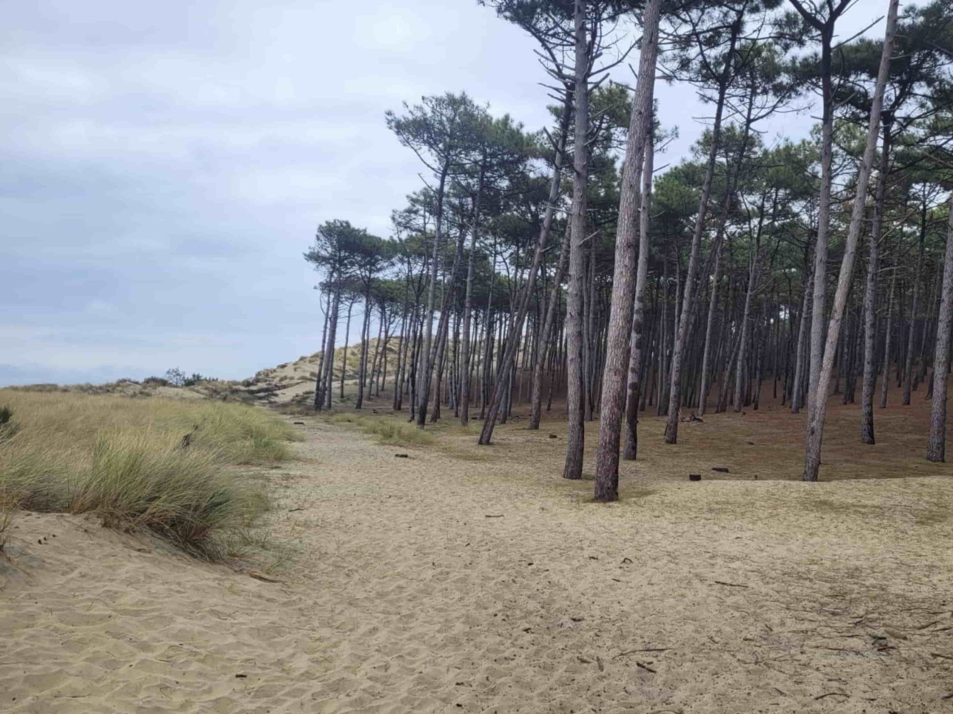 Avant la protection des dunes de manière concrète avec la pose de ganivelles - protection de la biodiversité