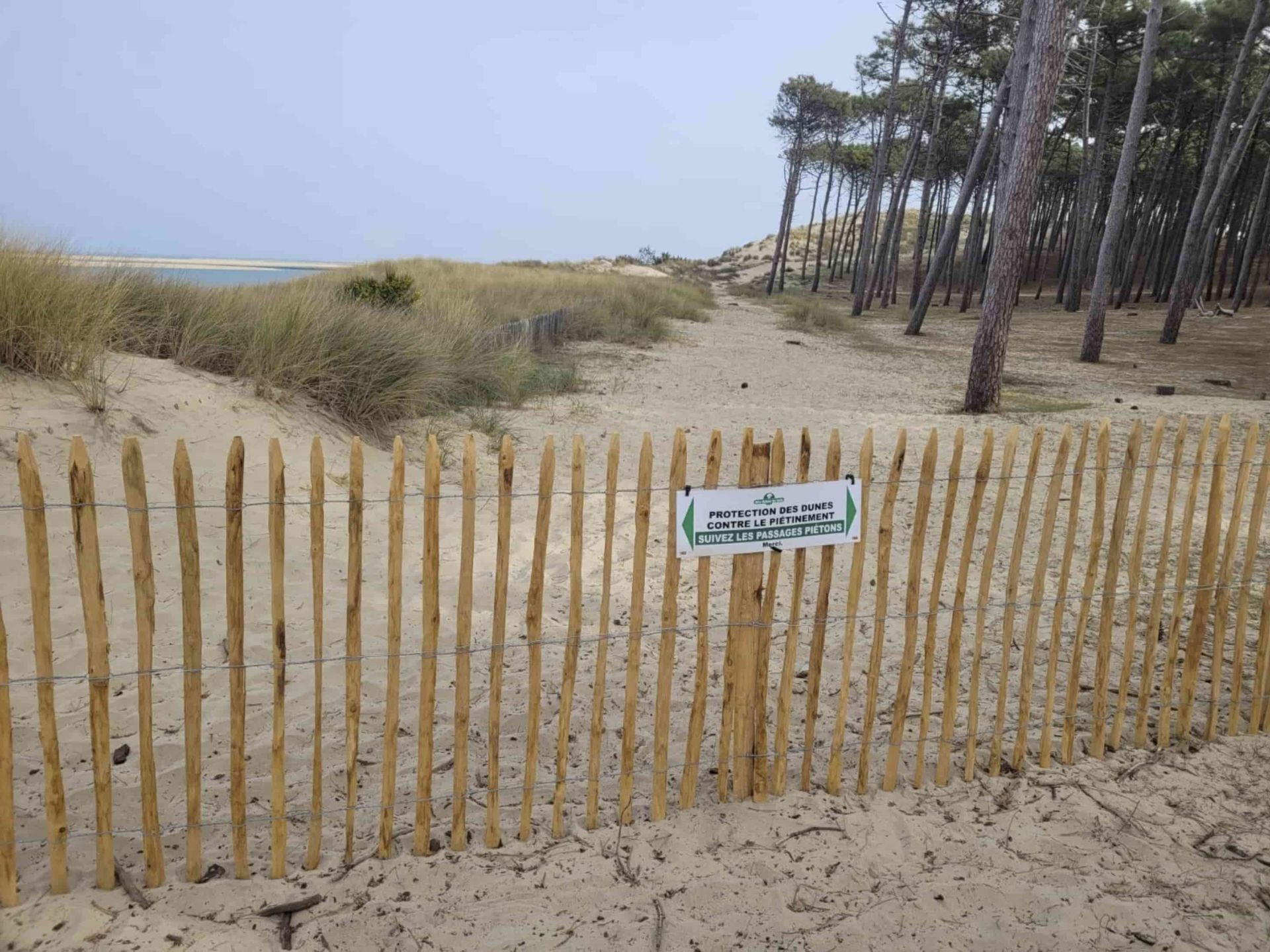Après la protection des dunes de manière concrète avec la pose de ganivelles - protection de la biodiversité